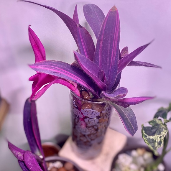 (3) Rare tradescantia variegated pallida ‘pink stripe’ cuttings - Picture 12 of 12